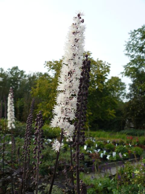 Actaea simplex 'Brunette' - Klik op de afbeelding om het venster te sluiten